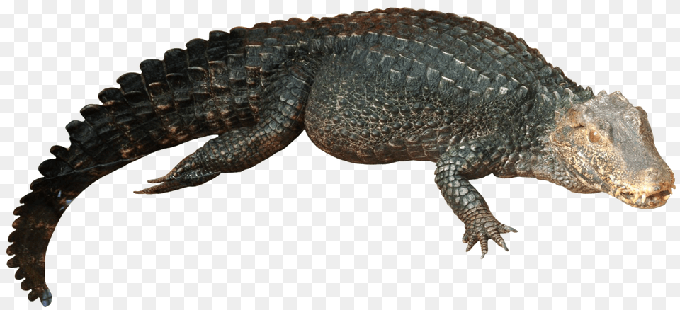 Alligator Transparent Images Nile Crocodile, Animal, Lizard, Reptile Free Png Download