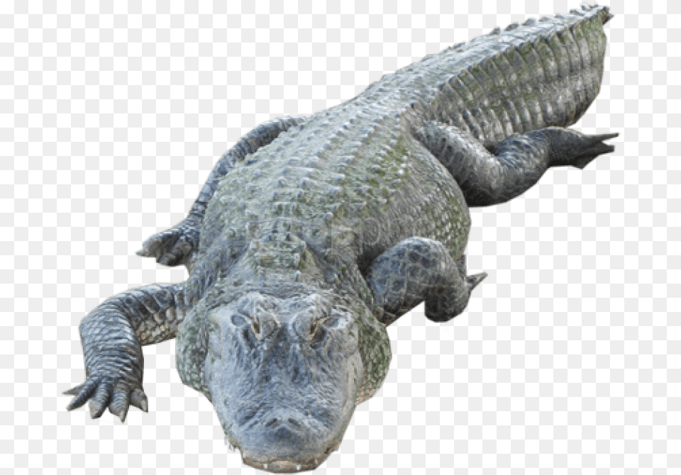 Alligator With Human Face, Animal, Crocodile, Reptile, Lizard Png