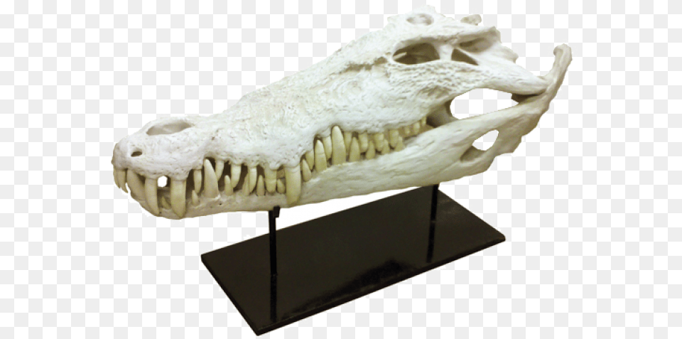 Alligatortitle Alligator, Animal, Dinosaur, Reptile Png Image