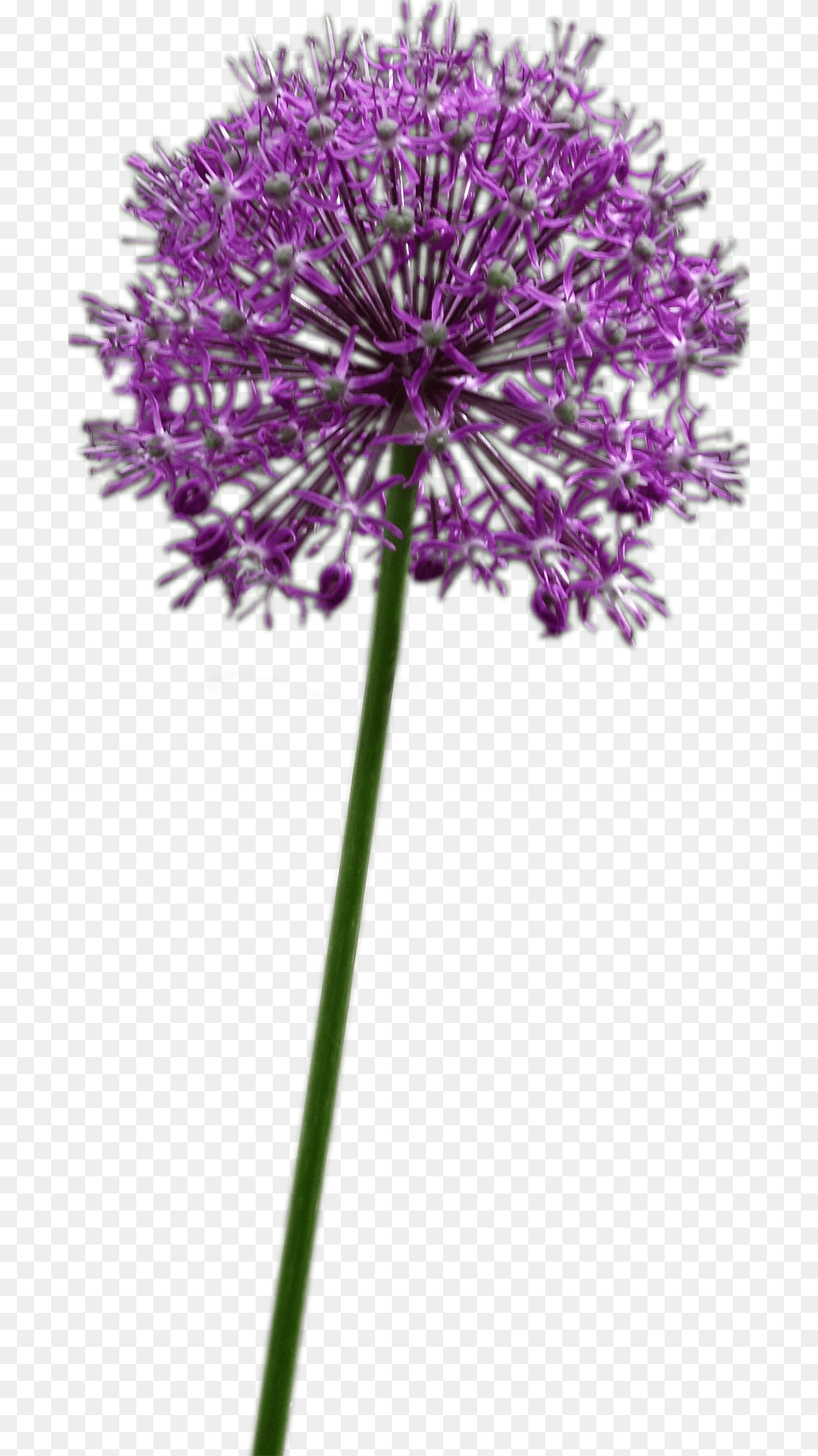 Allium Altissimum Purple Allium Flower, Plant Png