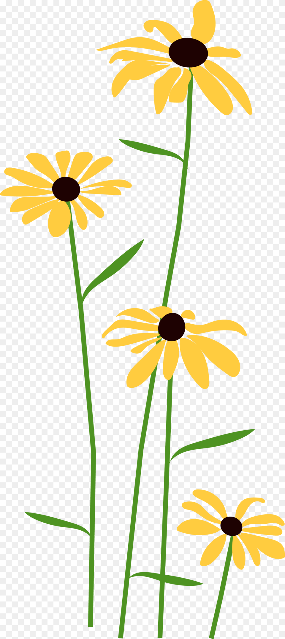 Alll Flowers Portable Network Graphics, Daisy, Flower, Plant, Petal Free Png