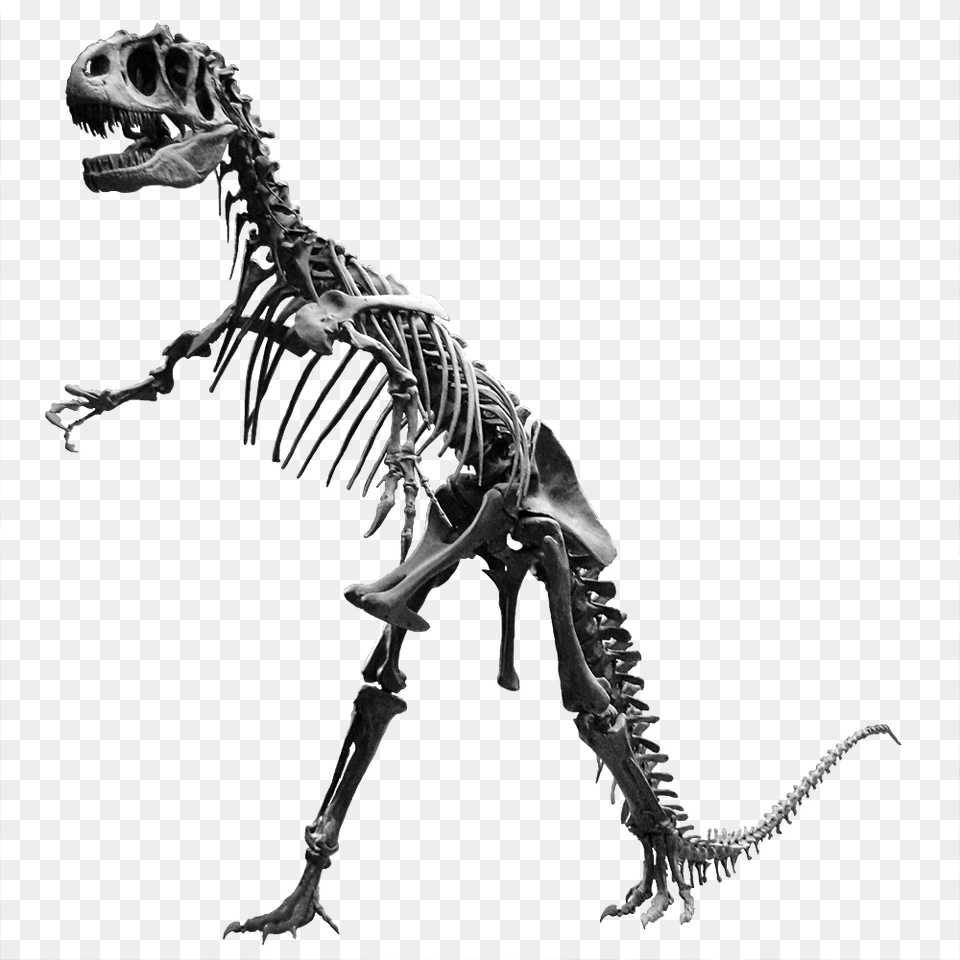 Allosaurus Jardin Des Plantes, Animal, Dinosaur, Reptile Png Image