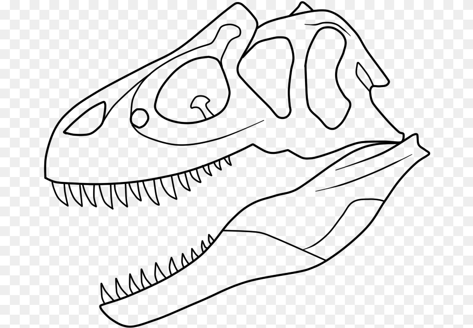 Allosaurus Skull Drawing Draw An Allosaurus Skull, Gray Png Image