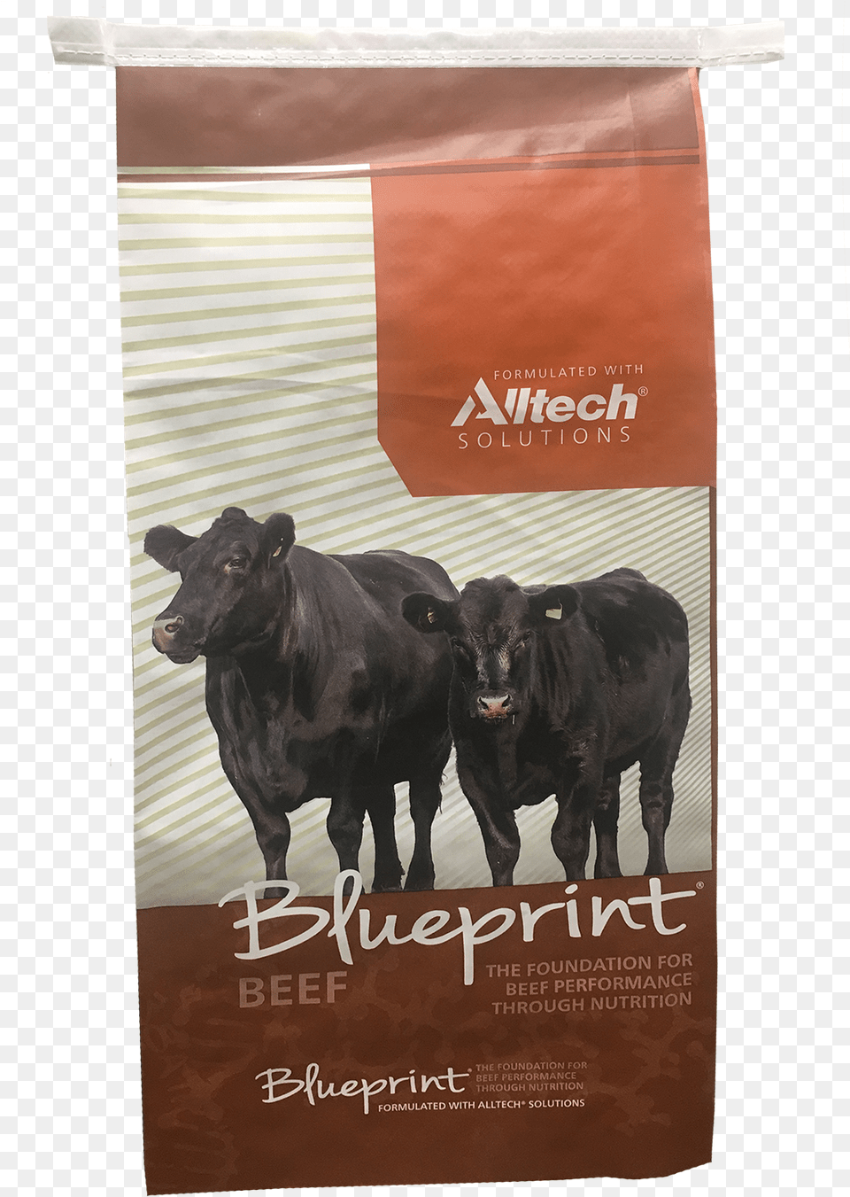 Alltech, Angus, Animal, Bull, Cattle Free Png Download