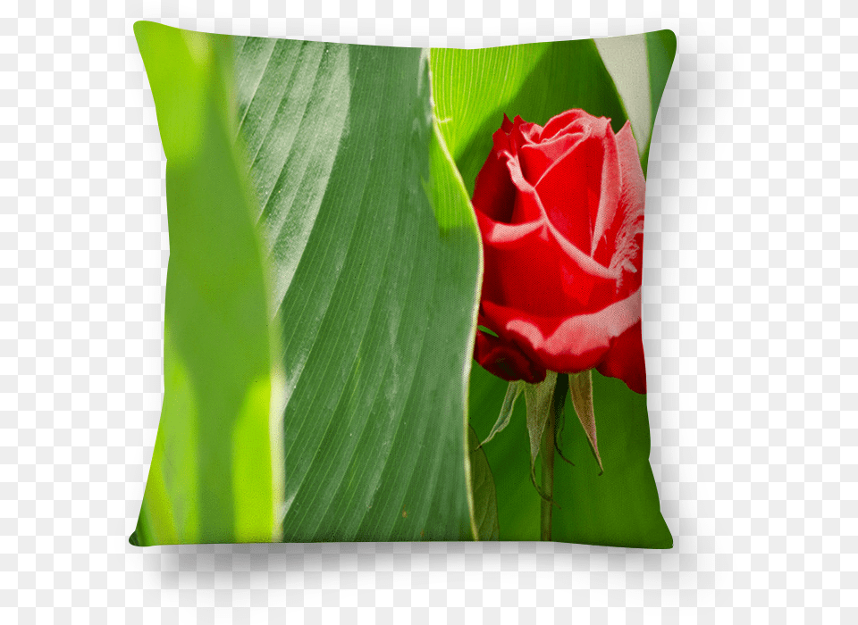 Almofada Rosa Vermelha De Belisa Stedilena Throw Pillow, Flower, Plant, Rose, Petal Free Png
