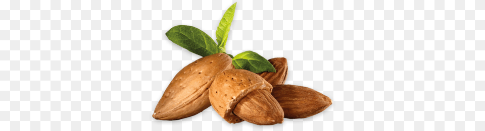 Almond, Food, Grain, Produce, Seed Free Png
