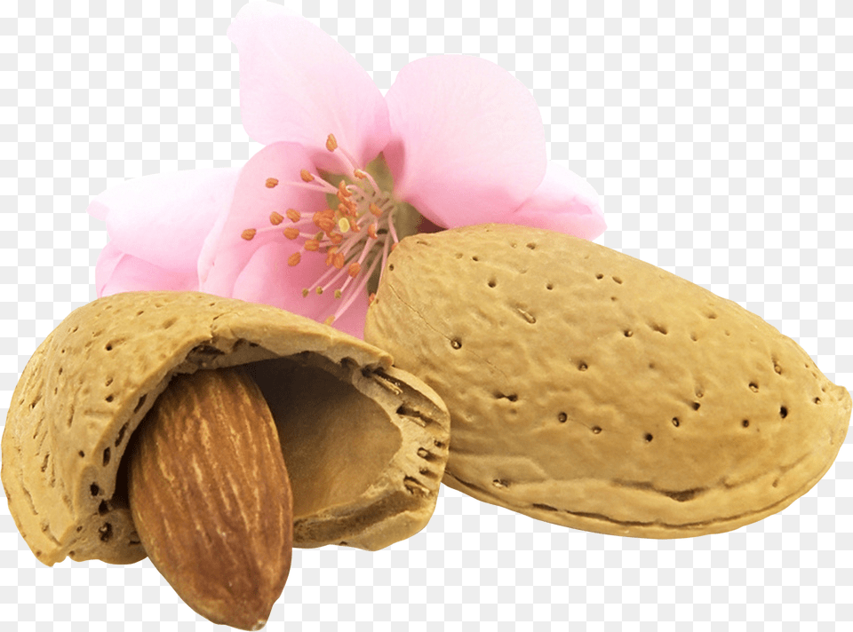 Almond, Food, Grain, Produce, Seed Free Png Download