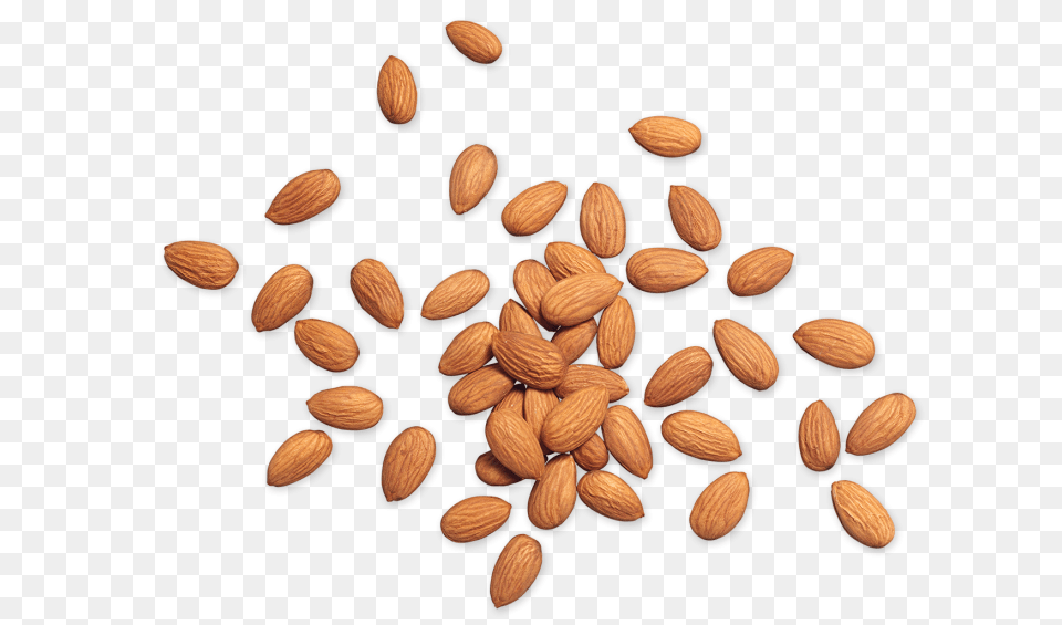 Almond, Food, Grain, Produce, Seed Free Transparent Png