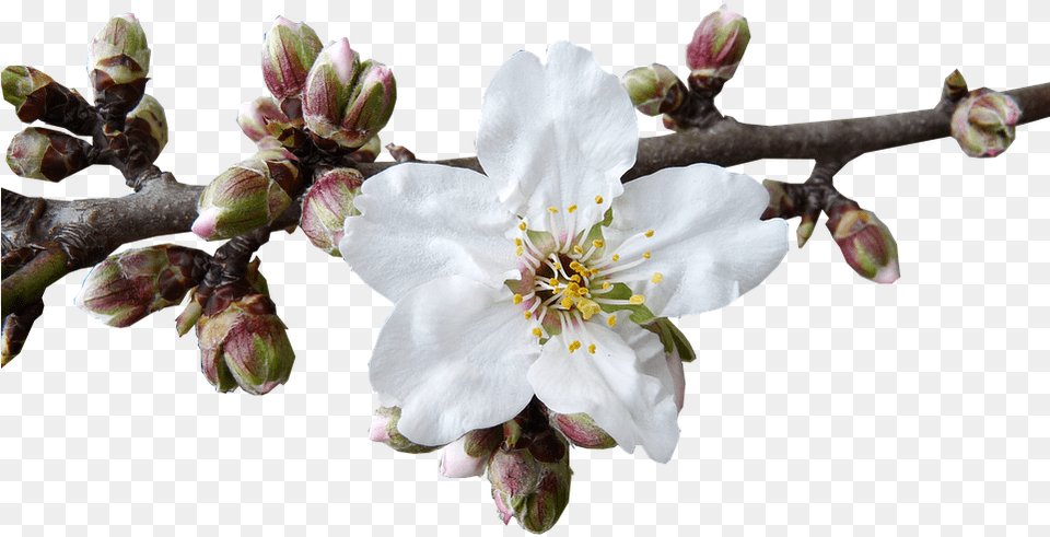 Almond Blossom, Flower, Plant, Pollen, Petal Png