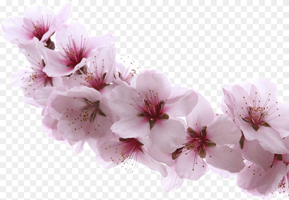 Almond Blossom Flower Almond Blossom, Plant, Cherry Blossom, Petal Png Image