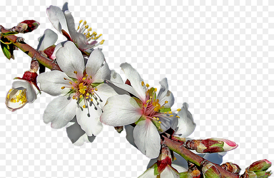 Almond Branch In Bloom On Pixabay Blooming Almonds Tree, Flower, Plant, Pollen, Bud Png Image