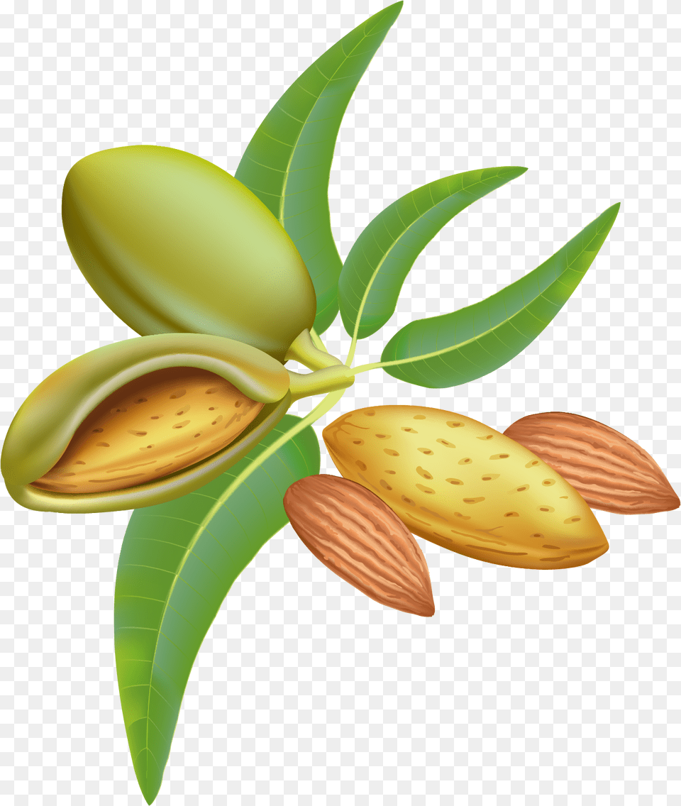 Almond Clipart Image Almonds Graphic, Food, Grain, Produce, Seed Free Transparent Png