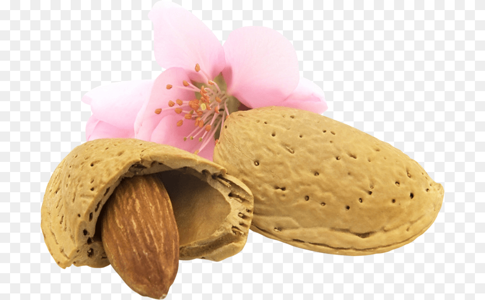 Almond Download With Background Mindal, Food, Grain, Produce, Seed Png Image