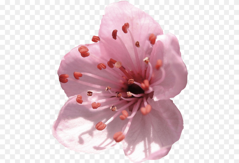 Almond Flower, Anther, Plant, Petal, Cherry Blossom Png