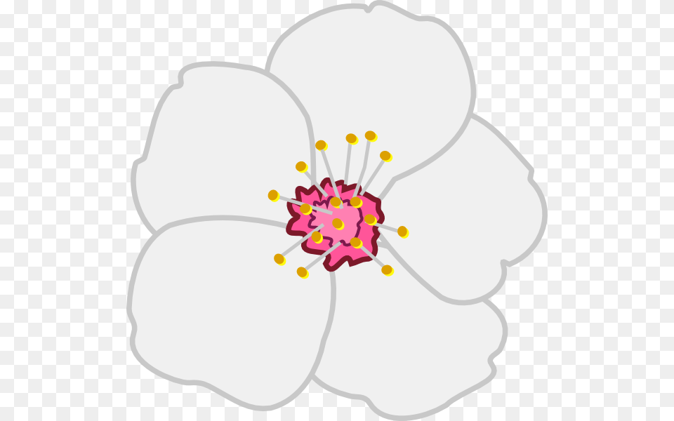 Almond Flower Clip Art, Plant, Anther, Petal, Anemone Png