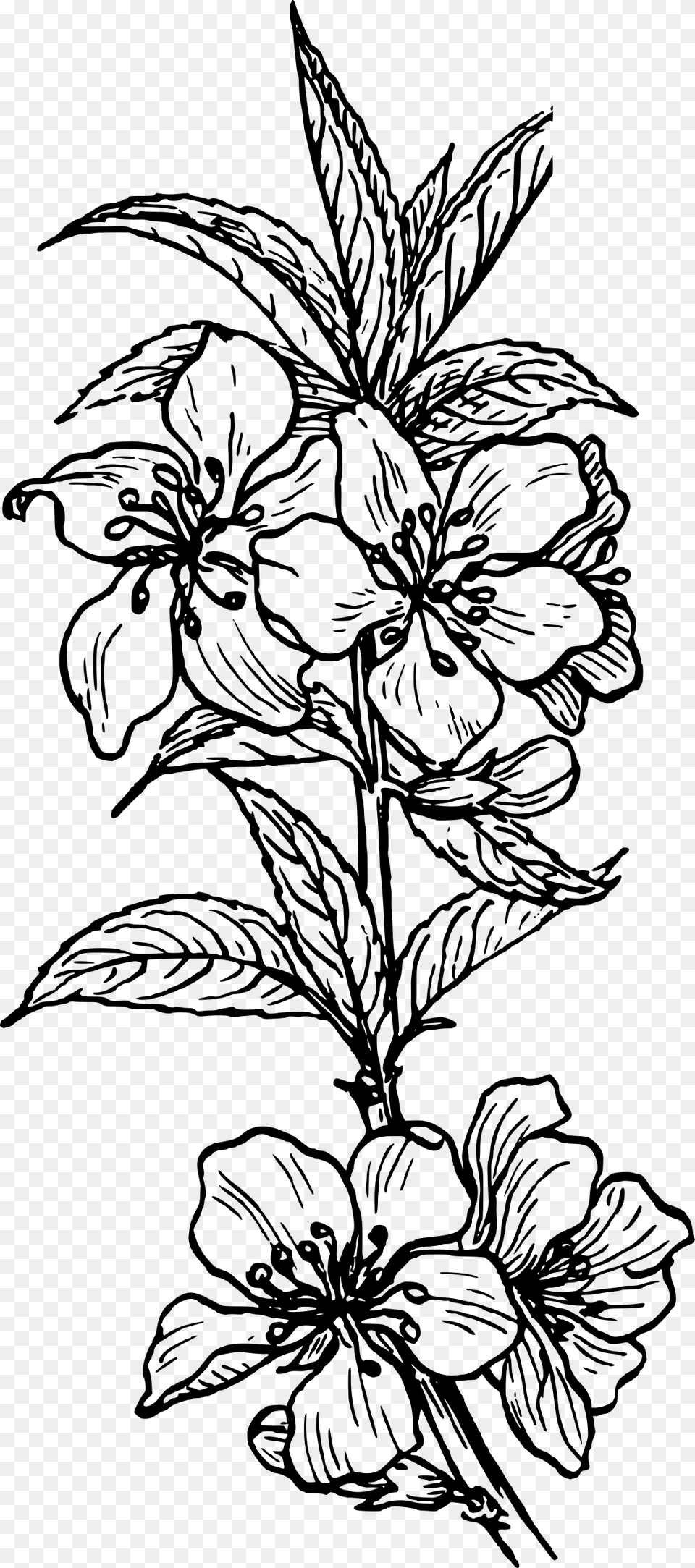 Almond Plant 1 Black White Line Art Tatoo Tattoo Plant Clip Art, Gray Png Image