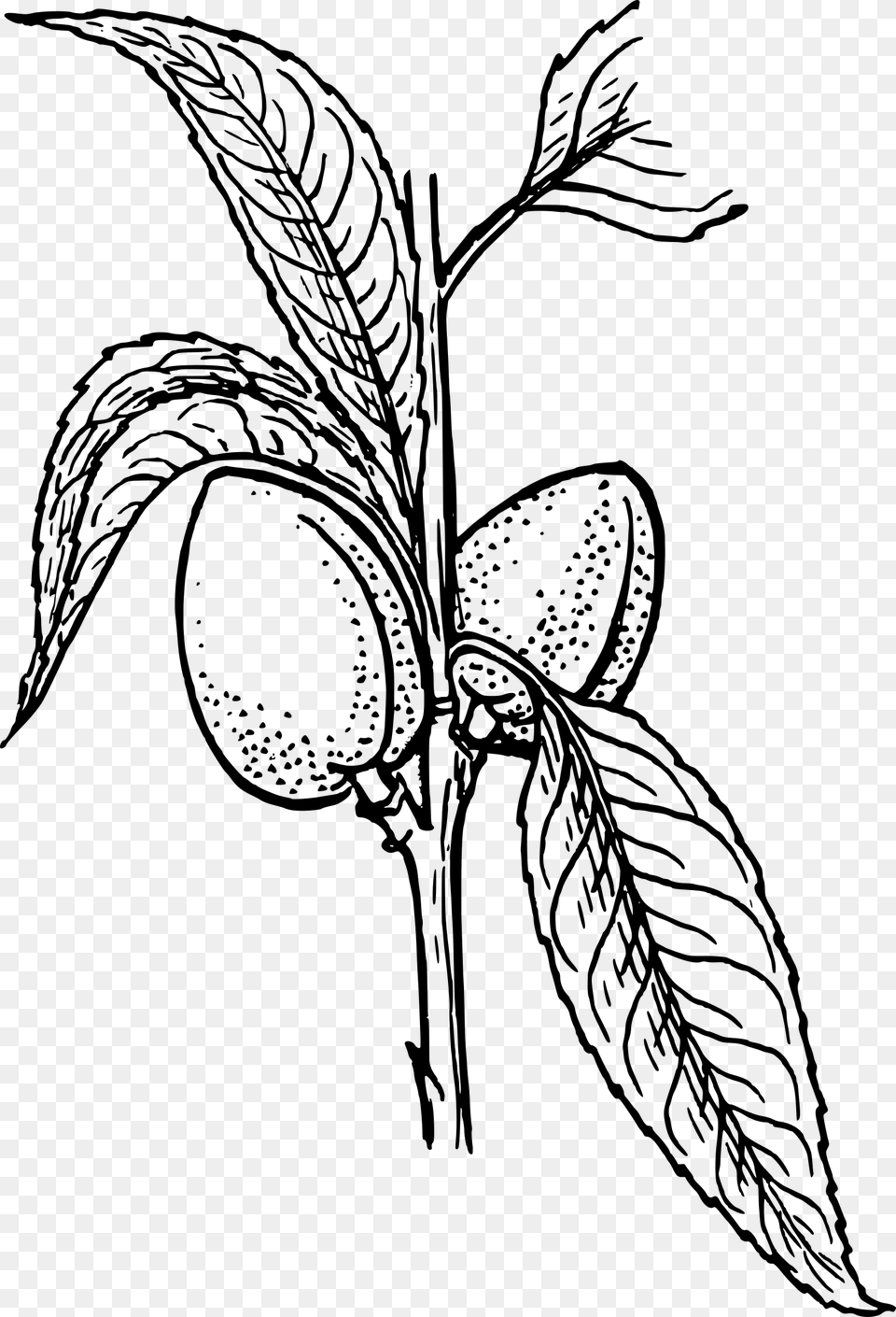 Almond Plant 2 Clip Arts Plant Clip Art, Gray Free Transparent Png