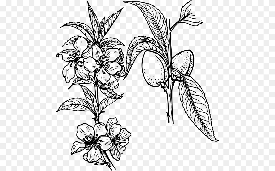 Almond Plant Clip Art, Drawing, Floral Design, Graphics, Pattern Free Png