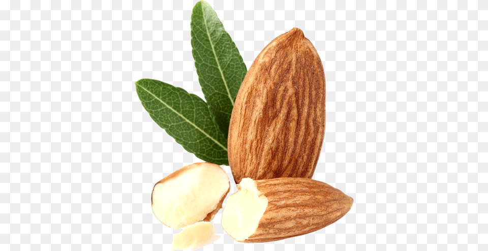 Almond Sm Isolated Copy Almond, Food, Grain, Produce, Seed Free Png Download