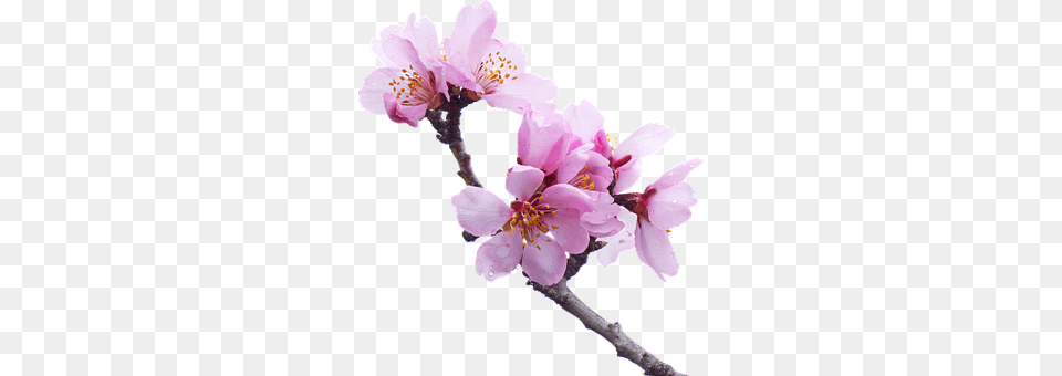 Almond Tree Flower, Plant, Cherry Blossom Png Image