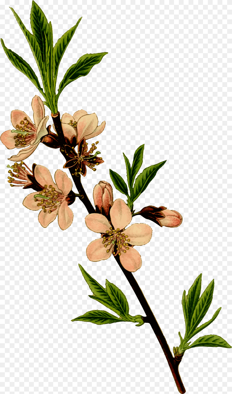 Almond Tree, Acanthaceae, Flower, Leaf, Plant Png Image