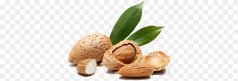 Almond Tree Almonds Tree Root, Food, Grain, Produce, Seed Free Transparent Png