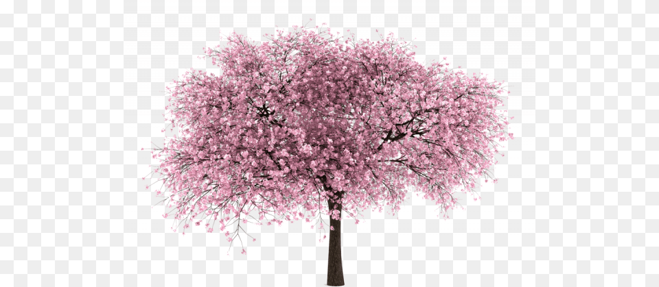 Almond Tree Clipart Cherry Blossom Tree White Background, Flower, Plant, Cherry Blossom Free Png Download