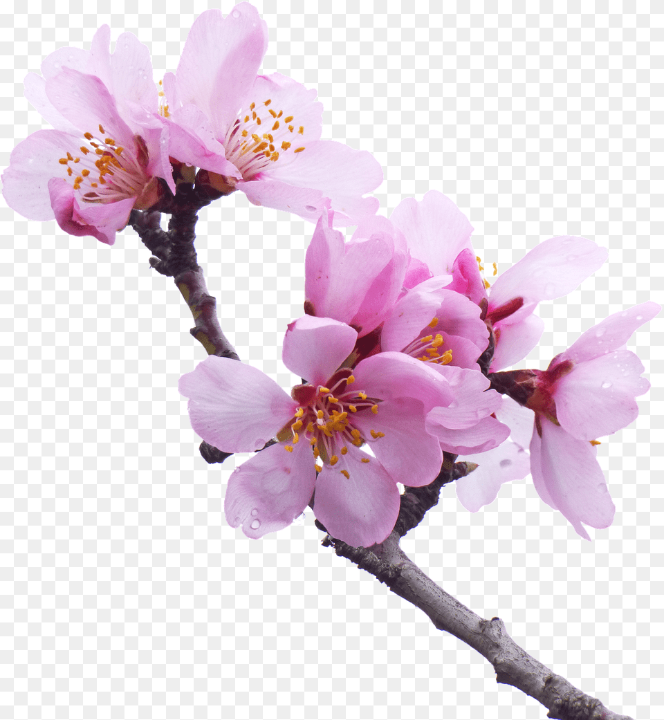 Almond Tree Flowery Branch Flower Background, Plant, Pollen, Cherry Blossom, Geranium Free Transparent Png