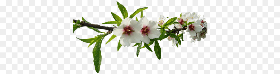 Almond Tree White Flowers Almond Tree Nature Flower Almond, Plant, Leaf Png