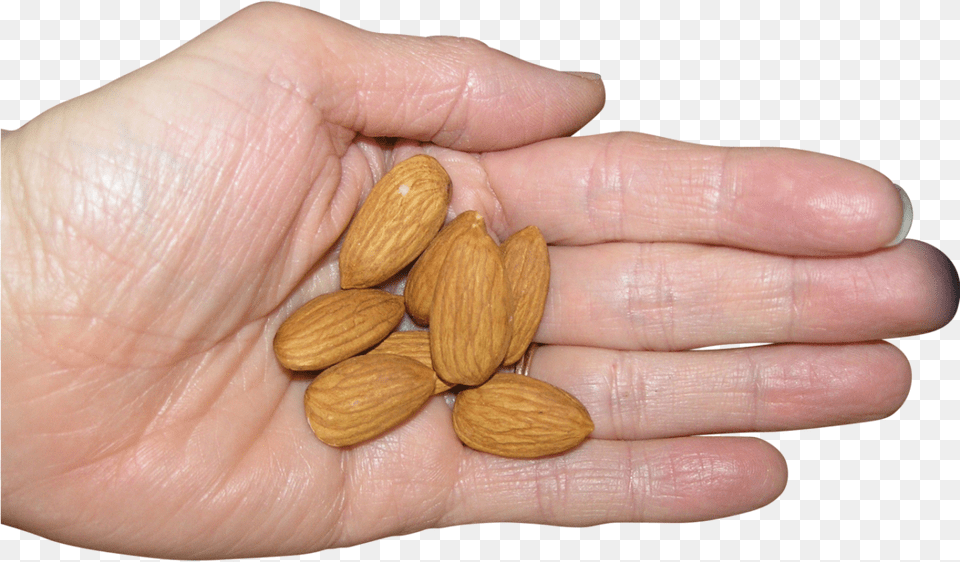 Almonds In Palm Almond, Food, Grain, Produce, Seed Png Image