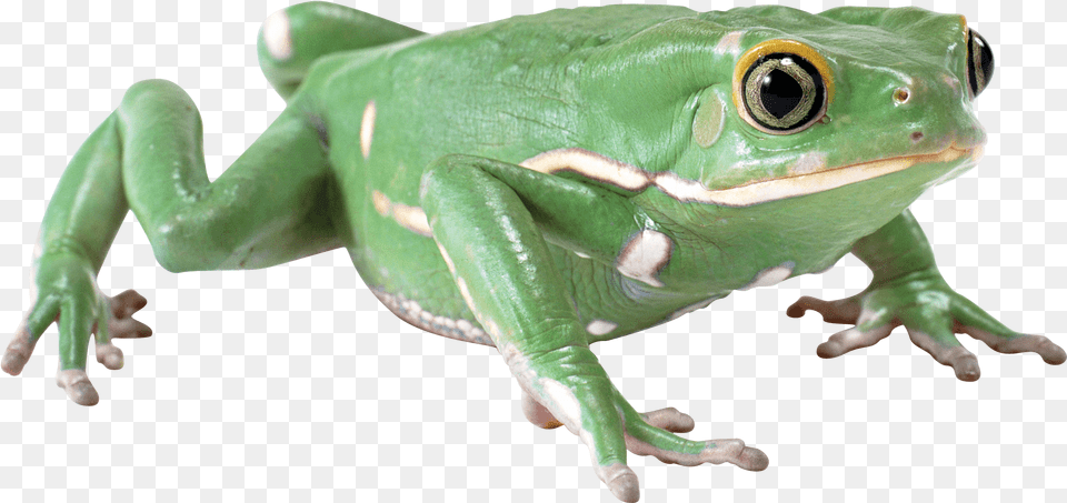 Almost Flat Frog Frog With No Background, Amphibian, Animal, Wildlife, Lizard Png Image