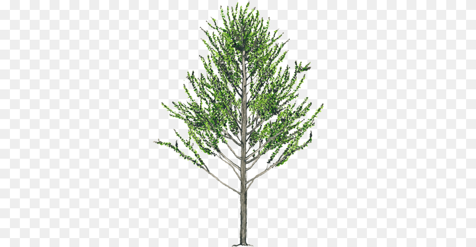 Alnus Acuminata, Conifer, Plant, Tree, Pine Free Png Download