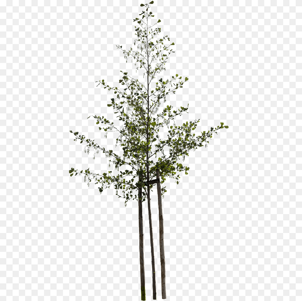 Alnus Glutinosa Small Deciduous Trees Tree Plants Tree, Plant, Leaf, Conifer, Outdoors Free Png Download