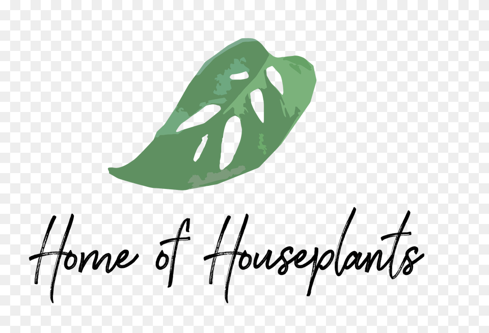 Alocasia Shockwave Home Of Houseplants Home Of Houseplants, Plant, Leaf, Animal, Mammal Png