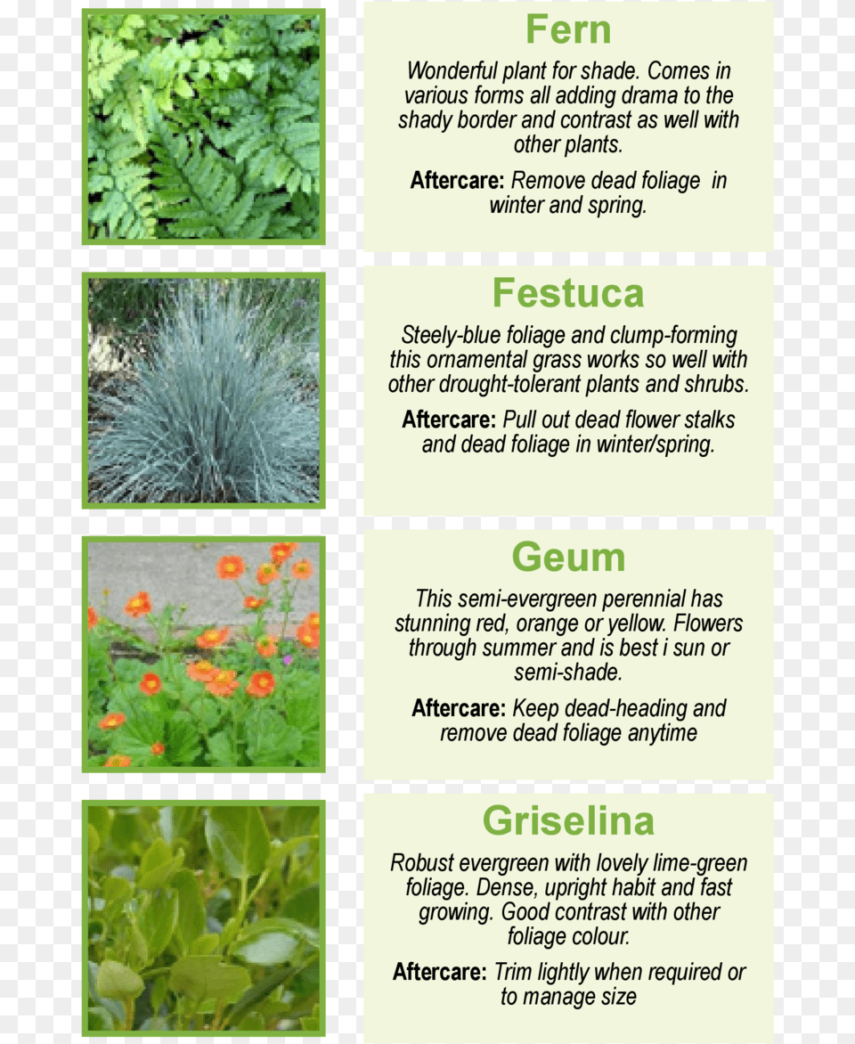 Aloe, Vegetation, Garden, Grass, Herbal Free Png Download