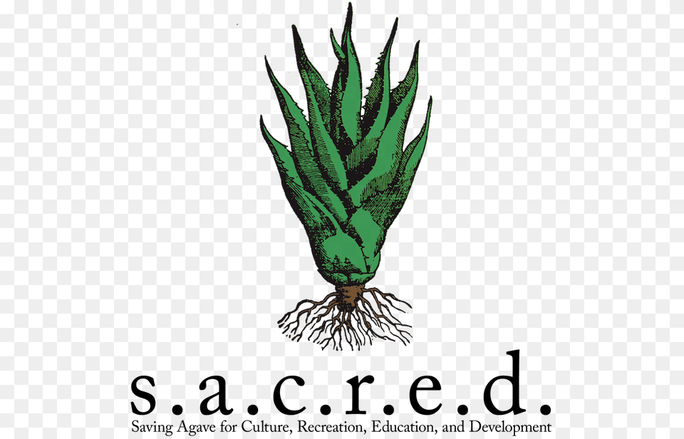 Aloe, Plant Free Transparent Png