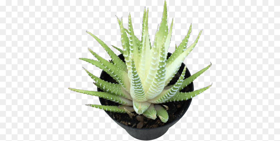 Aloe, Plant Free Png