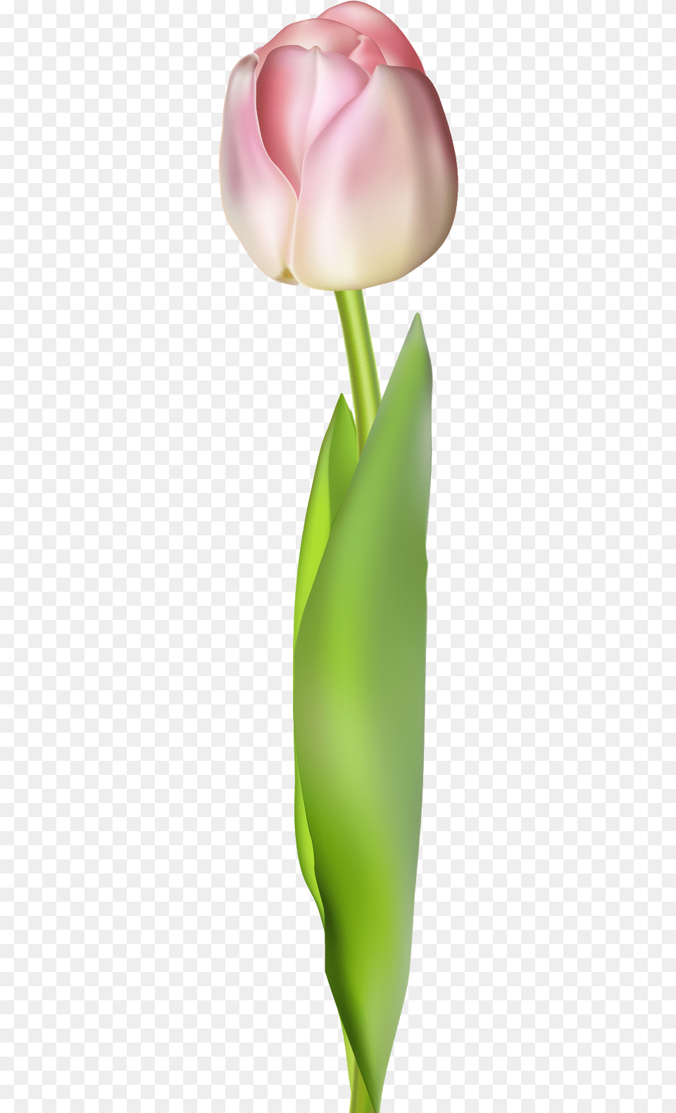 Aloe, Flower, Plant, Tulip, Petal Png Image