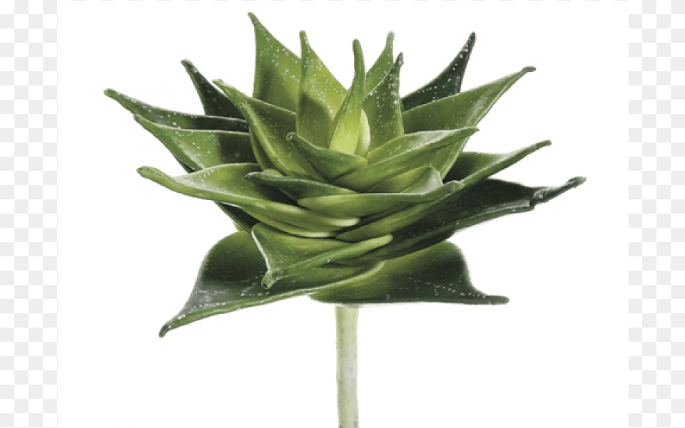 Aloe, Plant, Leaf Free Transparent Png