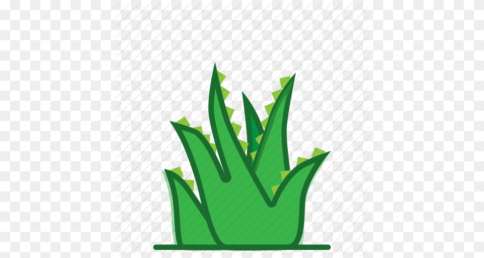 Aloe Aloe Vera Plants Succulent Trees Icon, Green, Leaf, Plant, Grass Png