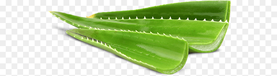 Aloe And Cucumber Gin Agave, Leaf, Plant Free Png