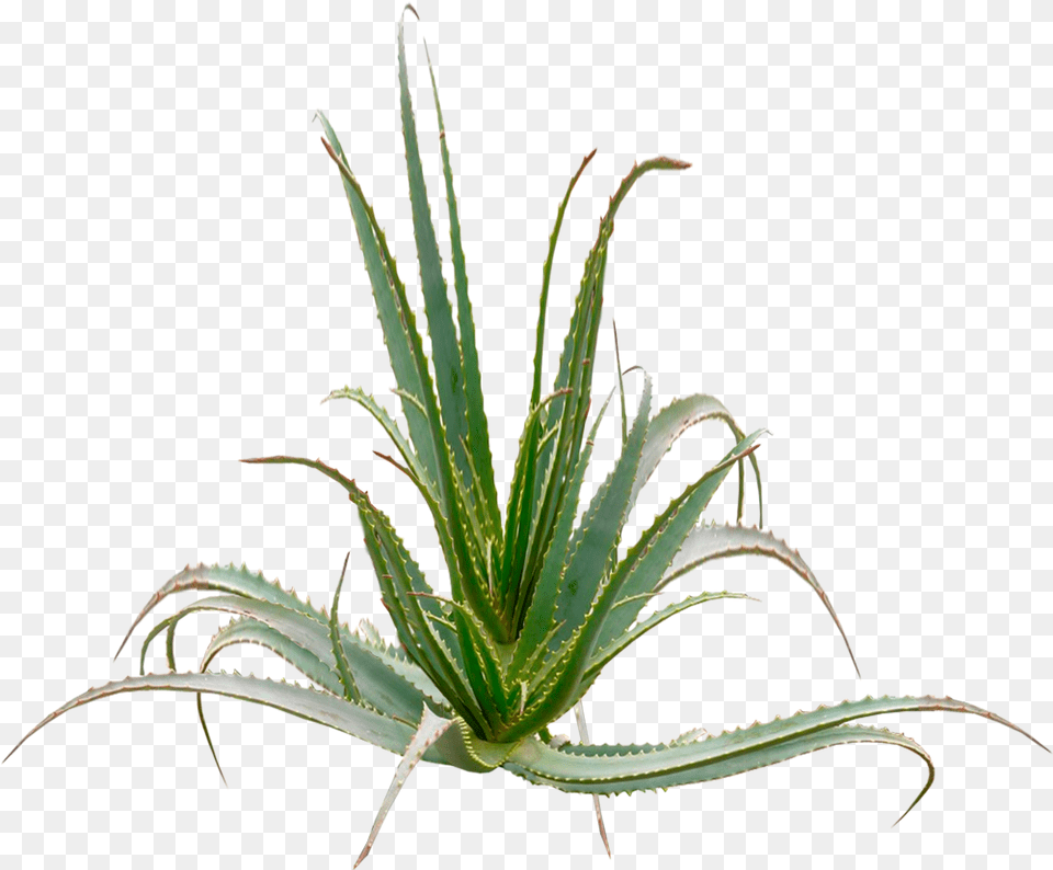 Aloe Arborescences Plant Aloe Arborescens Free Png Download