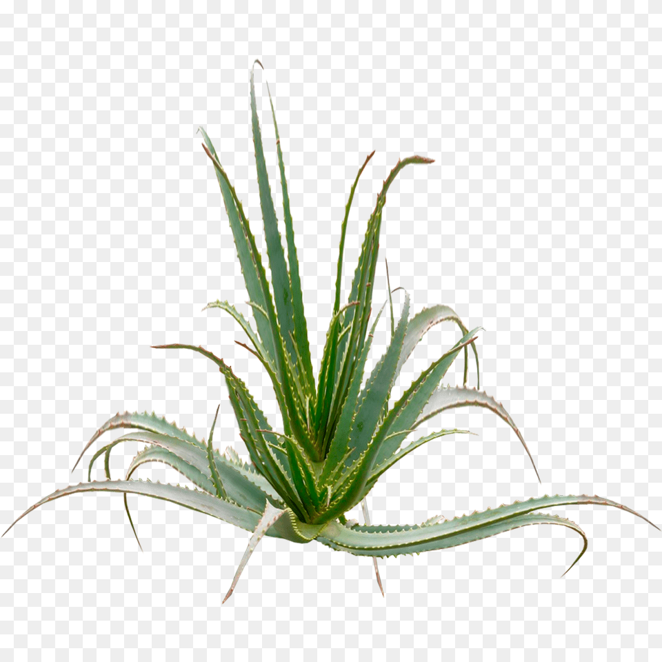 Aloe Arborescences Plant Over Years Age Free Transparent Png