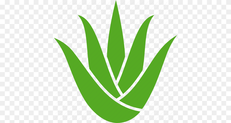 Aloe Aristata Leaves Plant Soothing Succulent Vera Icon, Green, Leaf, Herbal, Herbs Free Png Download