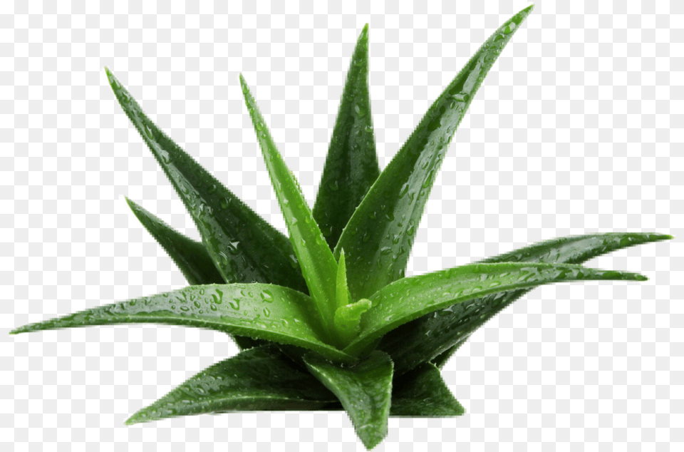 Aloe Background Removed, Plant Free Png Download