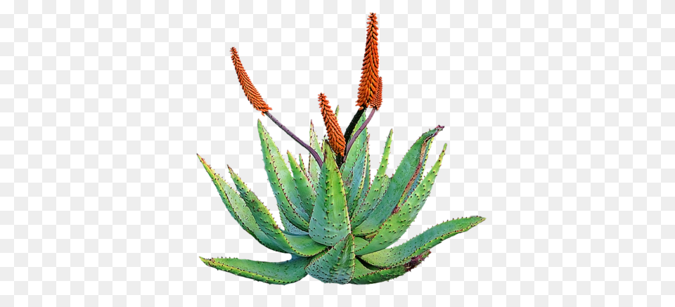 Aloe Barbadensis Aloe Vera The Plant Of Immortality Heliotrope Png Image