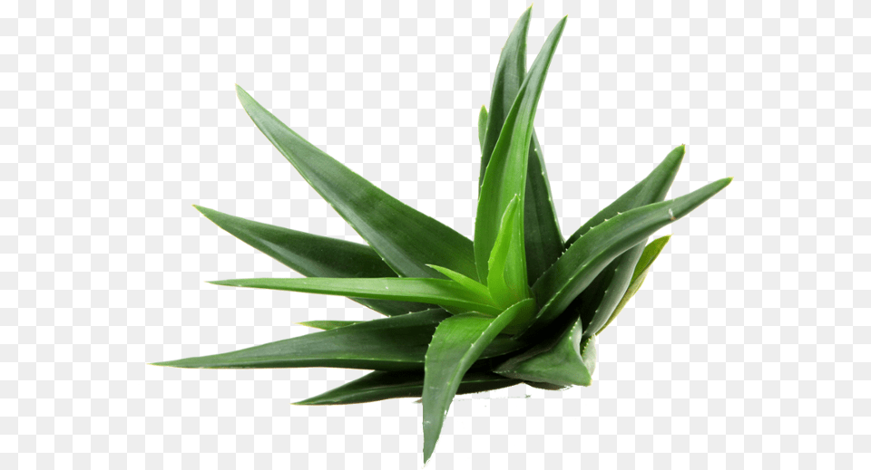 Aloe Clipart Aloe Vera Plant Free Png Download