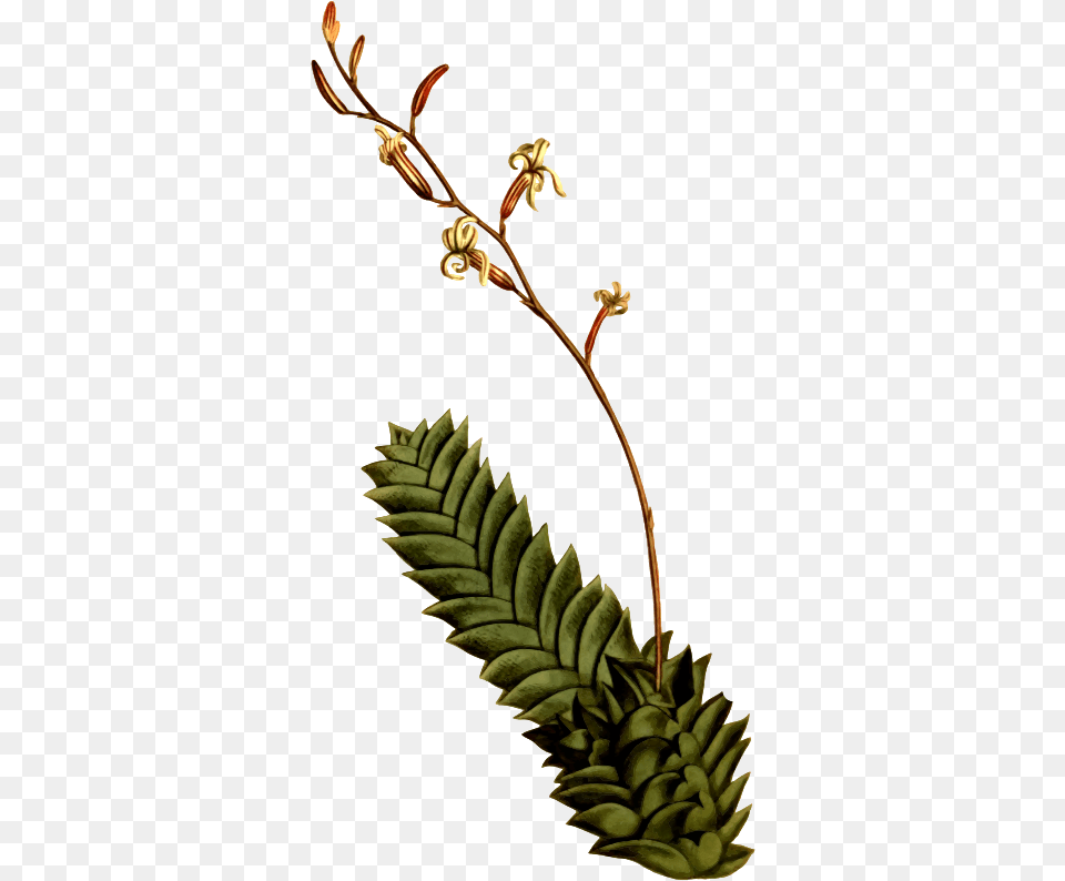 Aloe Drawing Flower Illustration, Acanthaceae, Plant, Leaf, Grass Png Image