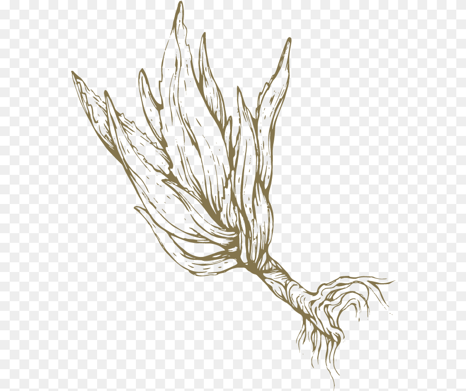 Aloe Drawing Flower Sketch, Leaf, Plant, Person, Art Png