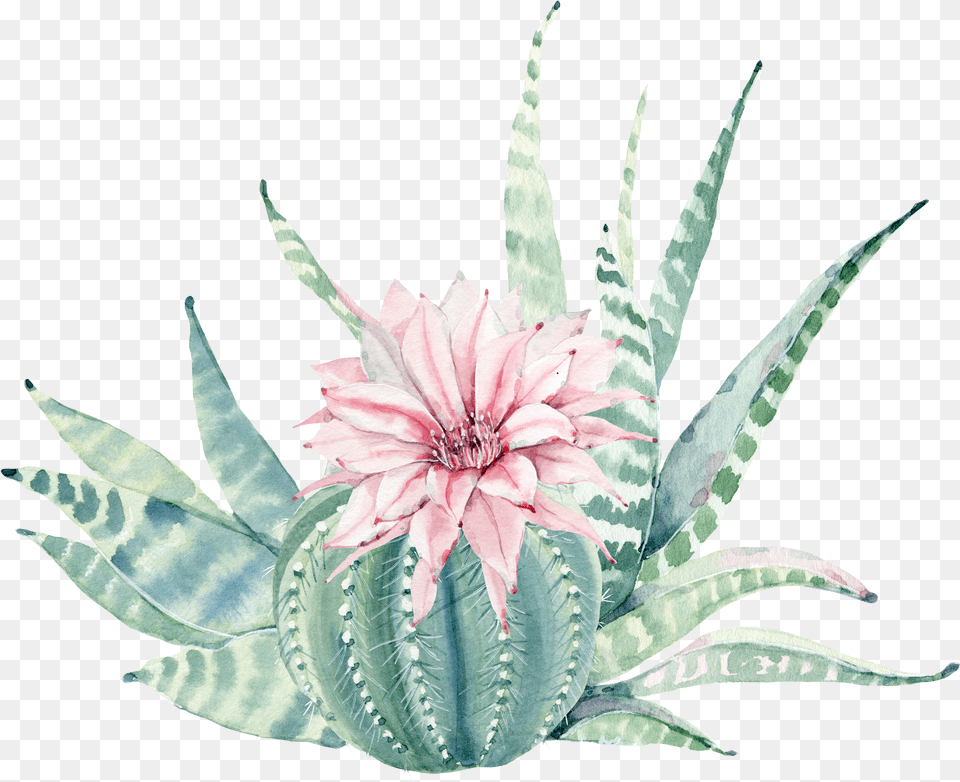 Aloe Drawing Flower Transparent U0026 Clipart Watercolor Succulent Transparent Background Free Png Download